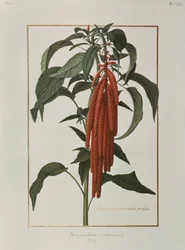 Amarantus Caudatus